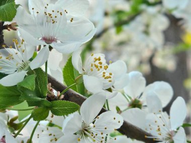 Bahçede çiçek açan kiraz çiçekleri