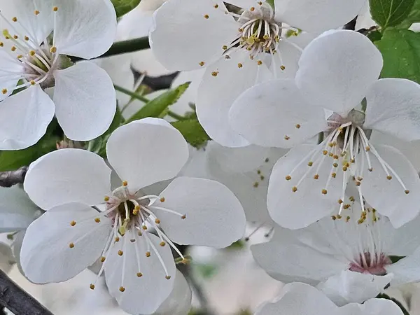Bahçede beyaz çiçekler