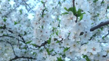 Bahçedeki güzel çiçekler