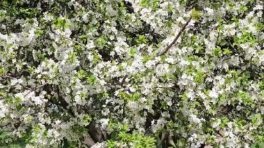 Güzel botanik fotoğrafı, doğal duvar kağıdı.