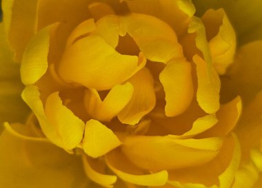 Sarı lale çiçeği yaprakları, bahar çiçekleri