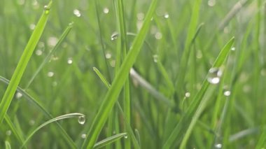 Çimlerin üzerindeki çiy tanesi