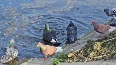 Nehrin kıyısında bir çift ördek