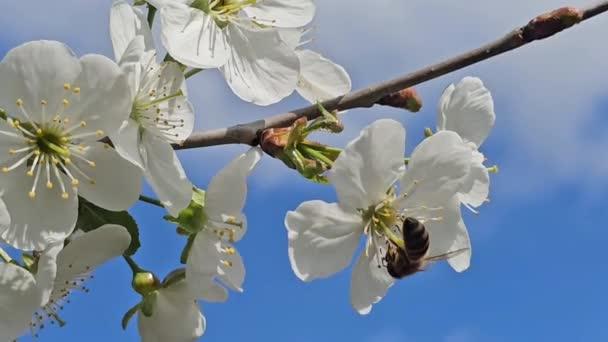 Ανοιξιάτικη Ανθοφορία Κερασιά Λευκά Λουλούδια Λευκά Λουλούδια Λευκά Λουλούδια Γαλάζιος — Αρχείο Βίντεο