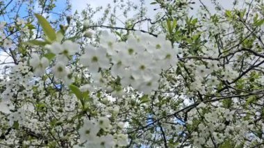 Güzel botanik fotoğrafı, doğal duvar kağıdı.