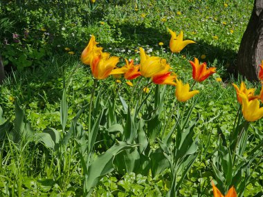 Bahçedeki güzel çiçekler