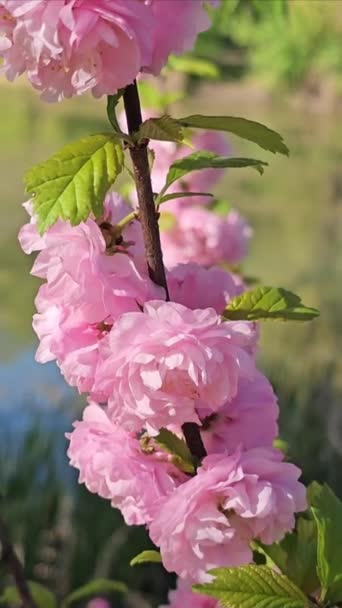 Рожеві Квіти Саду — стокове відео