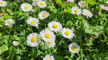 Güzel çiçekler, çiçekli arka plan