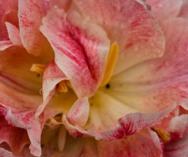 Pembe bir çiçeğe yaklaş