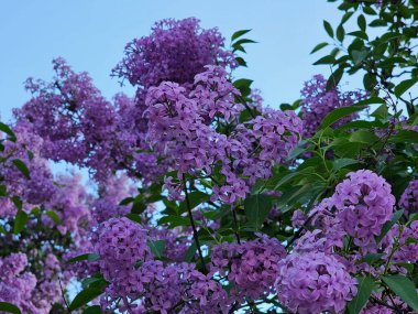 Bahar güzel leylak bush