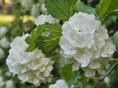 Bahçedeki çalıların beyaz çiçekleri