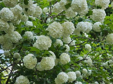 Bahçedeki ortancaların güzel çiçekleri