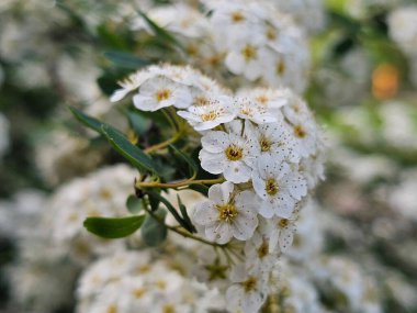 Bahçede güzel bahar çiçekleri