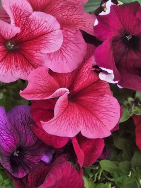 Bahçedeki güzel pembe çiçek