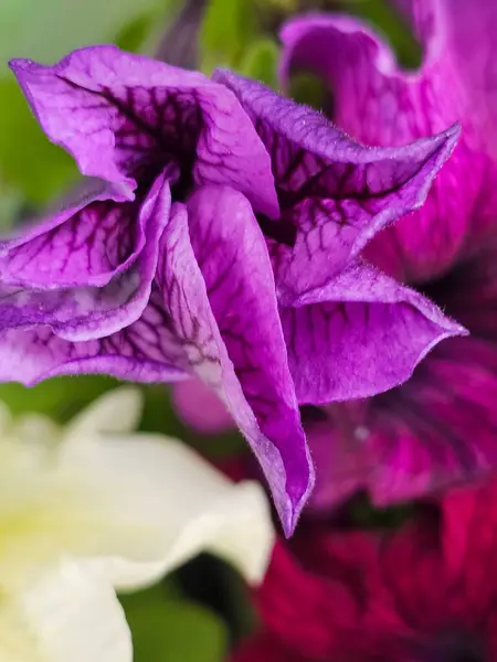 Güzel mor çiçek yaprakları, flora