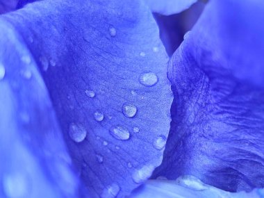 mavi çiçek makro çekim, su damlaları ve taç yaprakları