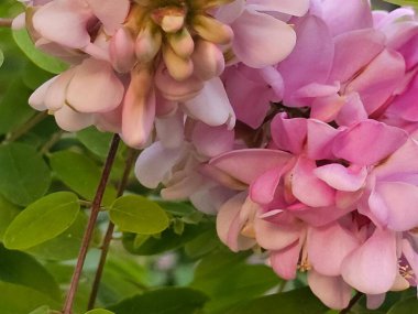 Bulutlu güzel gökyüzü, doğa