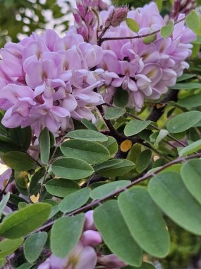 Bahçedeki güzel çiçekler