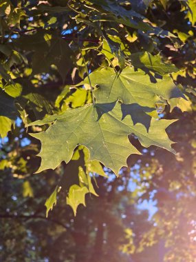Sonbahar yaprakları, sonbahar bitkileri