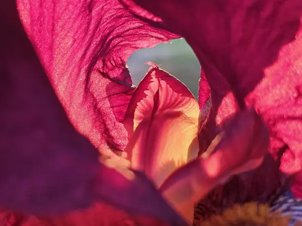 Güzel botanik fotoğrafı, doğal duvar kağıdı.