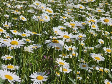 Tarlada beyaz çiçekler