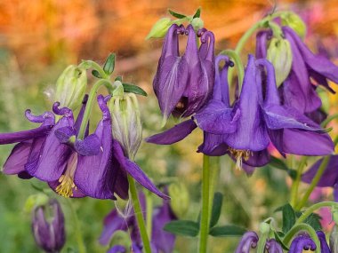Bahçedeki güzel çiçekler
