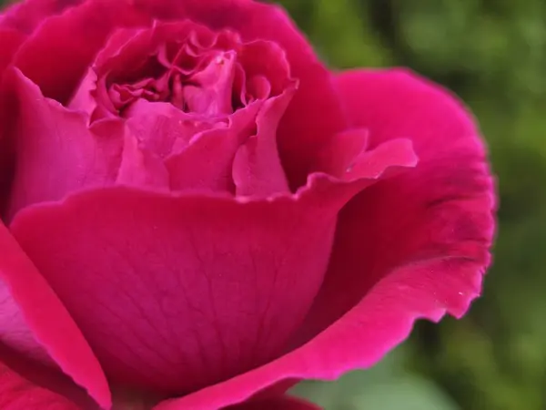 Bahçedeki güzel pembe çiçek