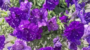 Bahçedeki güzel çiçekler