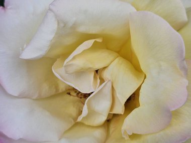 Güzel çiçek açan gül çiçeklerinin yakın çekim