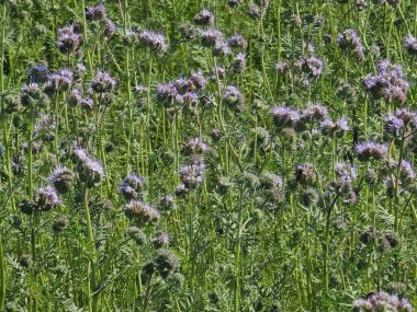 Yazın devedikeni çiçekleri olan bir tarla.