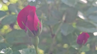 Bahçede kırmızı gül