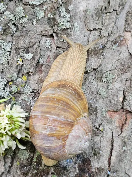 Ağaçta salyangozlar, ağaçta salyangozlar