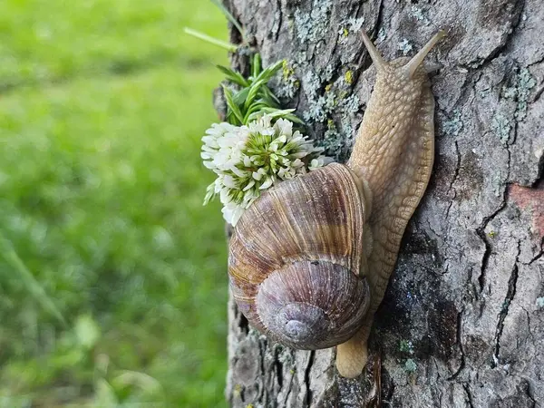 Ağaçta salyangozlar, ağaçta salyangozlar
