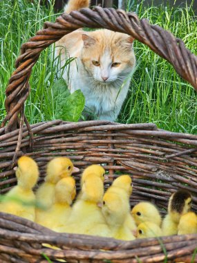 Sepetteki sevimli kedi yavrusu.