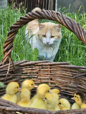 Bahçede sepetinde ördek yavrusu olan küçük bir kedi yavrusu. yüksek kaliteli fotoğraf