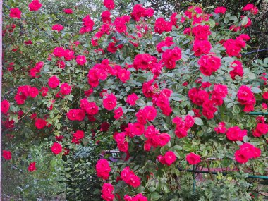 Bahçede güzel kırmızı güller