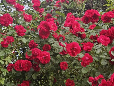 Bahçede güzel kırmızı güller