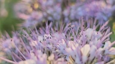 güzel çiçeklerin yakın görünümü