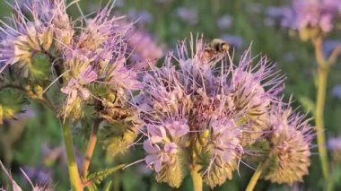 Doğada güzel çiçekler, flora