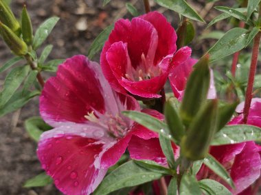 Bahçedeki güzel çiçekler