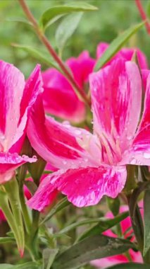 Bahçedeki güzel çiçekler