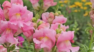 Bahçedeki güzel çiçekler