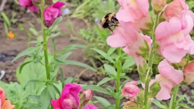 Bahçedeki güzel çiçekler