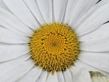 yakın - beyaz bir papatya