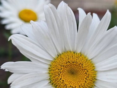 Bahçedeki güzel çiçekler