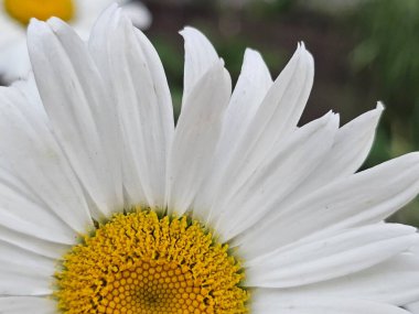 Bahçedeki güzel beyaz papatya çiçekleri