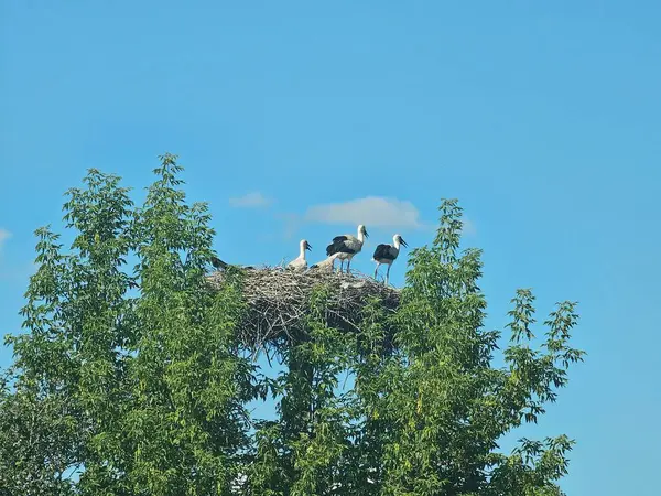 Yuvadaki bir kuş sürüsü