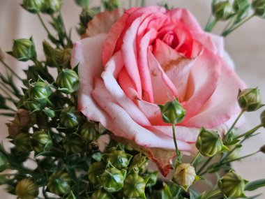 Bahçedeki pembe gül