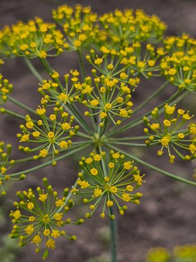 Sarı çiçeğe yaklaş.