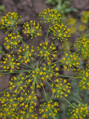 Güzel botanik fotoğrafı, doğal duvar kağıdı.